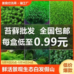 鲜活苔藓微景观生态瓶diy白发藓盆景假山装饰植物材料青苔小灰