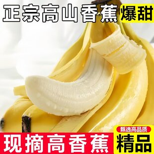 高山甜香蕉新鲜水果当季 新鲜水果 现摘大芭蕉小米蕉甜香蕉甜脆当季