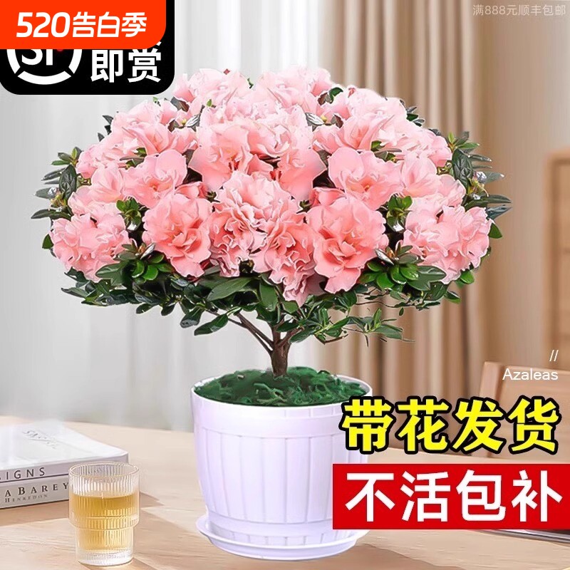 杜鹃花盆栽花卉植物室内四季开花茉莉栀子花绿植九里香好养阳台