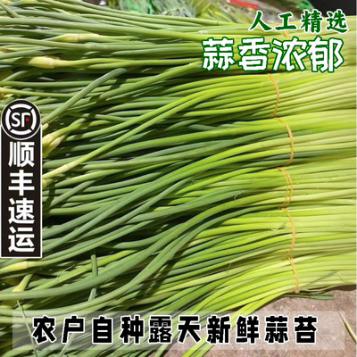 顺丰包邮露天种植蒜苔新鲜农家蔬菜蒜台蒜毫蒜薹蒜苗当季新货