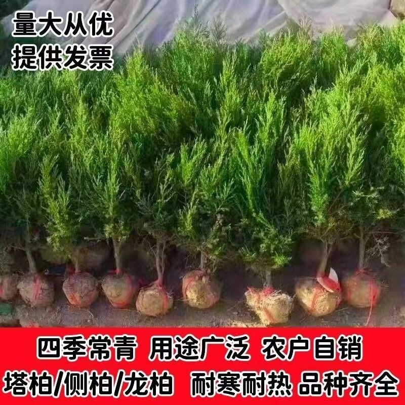 坟前树墓前绿植塔柏树苗松柏树苗侧柏树苗龙柏树苗植物节塔松圆柏图片
