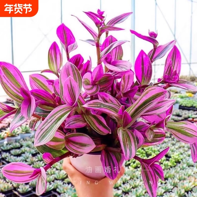 油画婚礼吊兰水培植物小苗盆栽花盆老桩大号大盆好养阳台桌面花卉