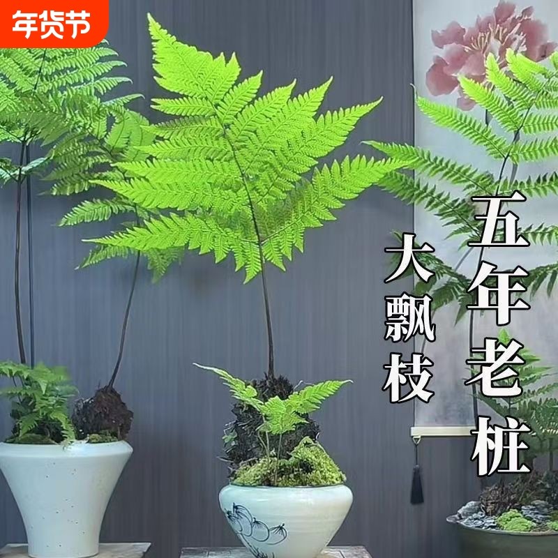蕨类植物苔藓球红磷蕨绿植花卉净化空气美观休闲,鲜花速递/花卉仿真/绿植园艺,时令草本花卉,淘宝优惠券,粉丝福利购,淘宝优惠卷