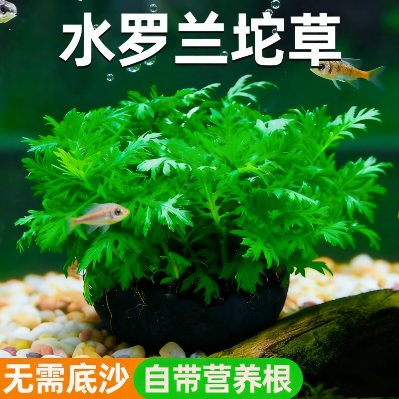 水罗兰坨草自带坨基养鱼造景阴性增氧新手水草植物好养活净水后景