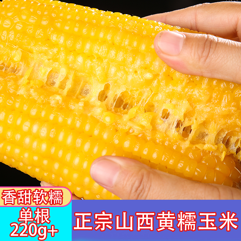 正宗山西黄糯玉米新鲜糯玉米无添加低脂代餐真空包装批发