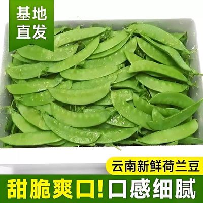 现摘荷兰豆当季农家时令蔬菜新鲜豌豆荚甜豆青豆四季豆脆甜扁豆角