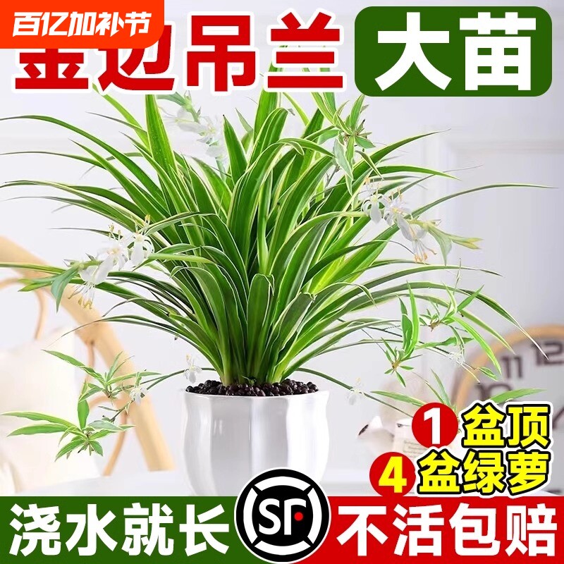 金边吊兰植物室内好养活花卉盆栽桌面小绿植水培垂吊客厅阳台大盆