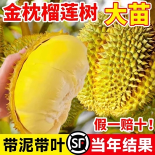 当年结果金枕榴莲树果苗猫山王南北方四季 种植广西嫁接大果树盆栽