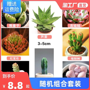 新手入坑随机多肉套装植物盆栽花卉多肉稀有品种组合肉肉精品阳台