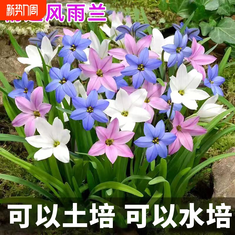 重瓣风雨兰种球葱兰韭兰阳台室内外耐热耐寒地载盆栽绿植花卉水培