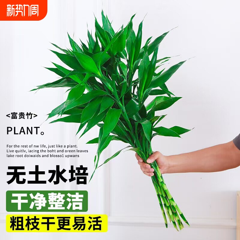 富贵竹水培植物客厅招财水养绿植花卉室内水竹粗杆带根好养转运竹