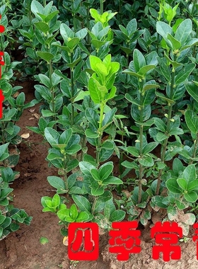 篱笆植物室外北海道黄杨苗冬青树苗四季常青耐寒绿篱大叶庭院围墙
