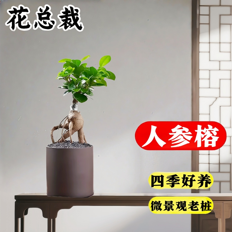 人参榕盆栽绿植提根老桩摇钱树发财树造型小叶榕树盆景植物金钱榕