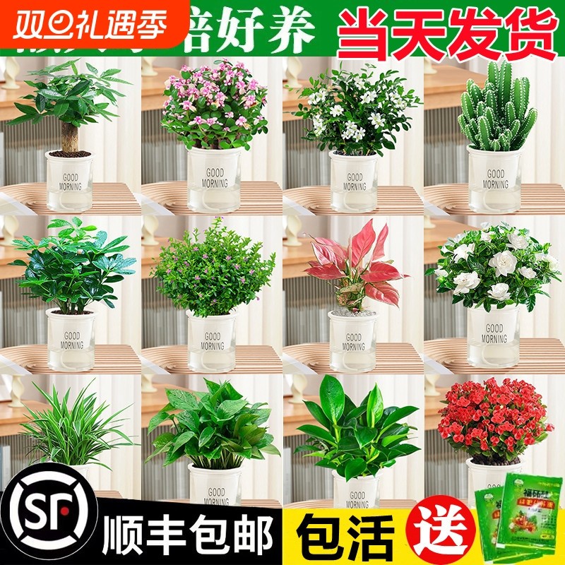 绿萝箩吊兰发财树花卉盆栽小绿植室内多肉植物水培好养除甲醛桌面
