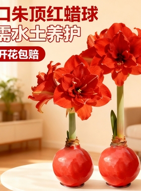朱顶红蜡封种球室内桌面花卉观赏植物懒人好养易活节日祝福注定红