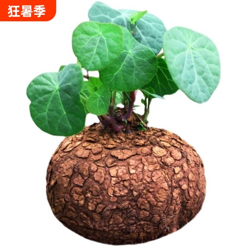 正宗红藤山乌龟金不换悬挂室内长藤多肉绿植水培四季盆景庭院爬藤