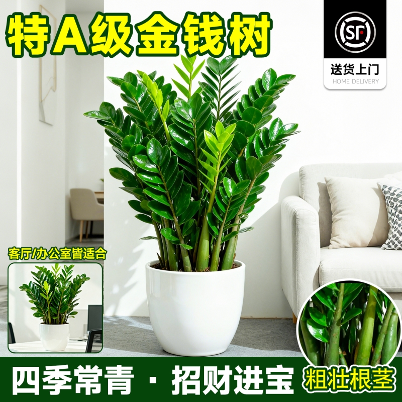 金钱树客厅大盆栽室内型绿