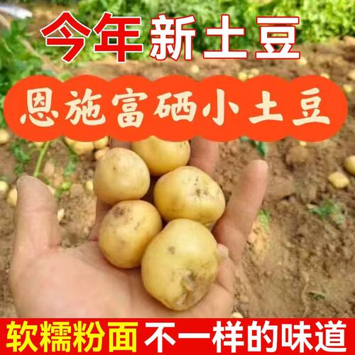 恩施富硒小土豆马铃薯