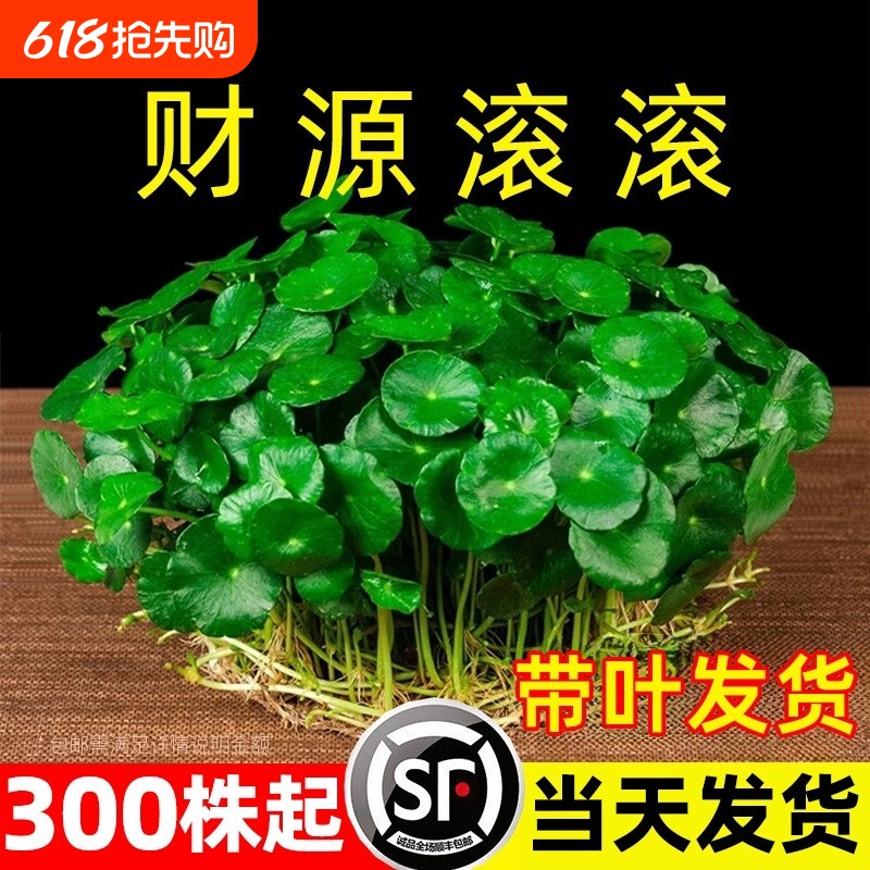 大叶铜钱草水培绿植物专用花盆栽金钱草室内外水好养易活种子造景