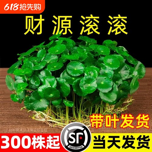 大叶铜钱草水培绿植物专用花盆栽金钱草室内外水好养易活种子造景