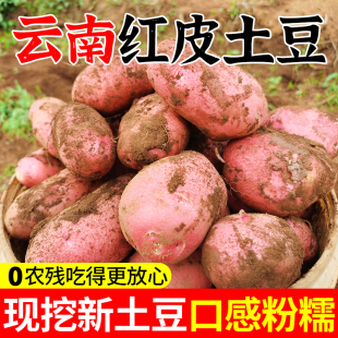 云南高山红皮黄心土豆2025现挖新鲜9斤 农家大洋芋粉糯马铃薯 包邮