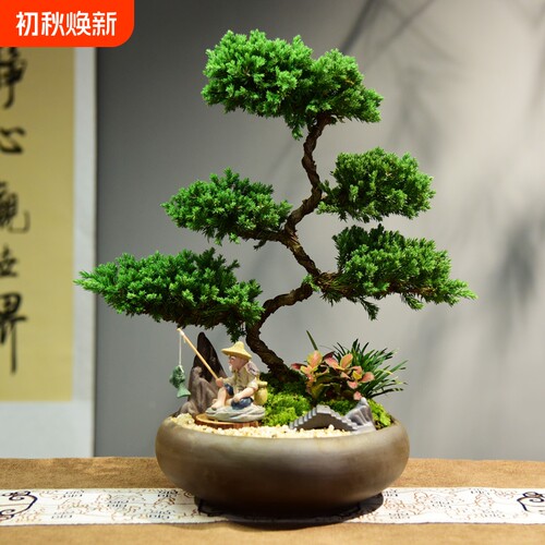 真柏室内四季盆景|超6000次加购