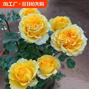 果汁阳台棒棒糖树月嫁接树状月季树形月季大花浓香阳台系四季开花