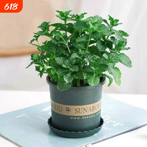 可食用新鲜薄荷留兰香柠檬苗猫薄荷四季播种室内阳台盆栽驱蚊植物