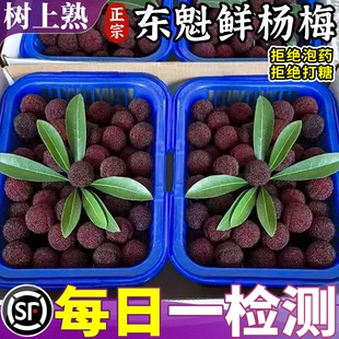 顺丰现货 正宗东魁大杨梅当季新鲜现摘软丝老树果5斤大果孕妇水果
