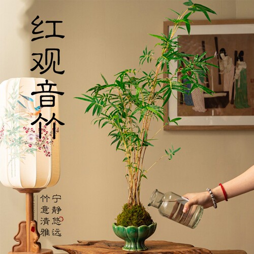 苔藓球观音竹竹子盆栽植物景观凤尾竹红米竹水培盆景客厅桌面观赏