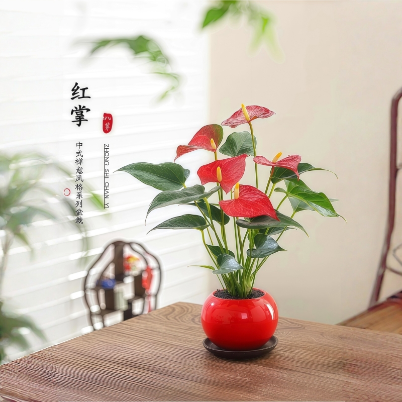 红掌盆栽一帆风顺八方来财