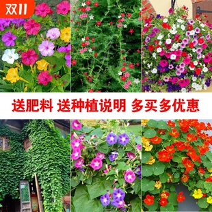 開花盆栽易活旱金蓮花種籽孑 牽牛花種子喇叭花室外爬藤墻花卉四季