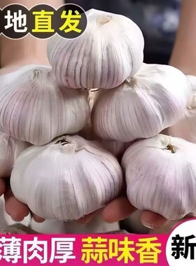 山东金乡大蒜头干蒜紫白皮当季新鲜5斤9斤可腌腊八蒜可种多瓣蒜