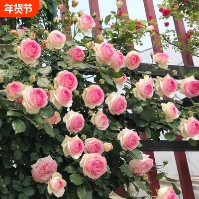 爬藤蔷薇月季老桩花苗大花浓香庭院阳台植物花卉玫瑰花苗四季开花