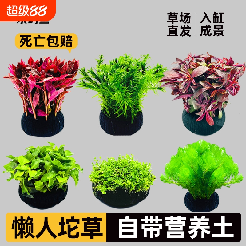 迷你牛毛无菌杯天胡荽
