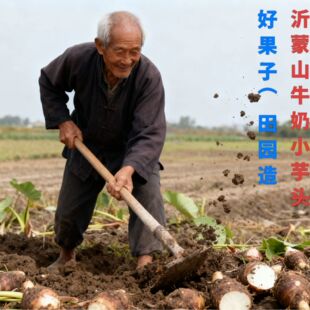 正宗山东牛奶小芋头仔粉香软糯芋香芋红芽毛芋子芋艿新鲜蔬菜