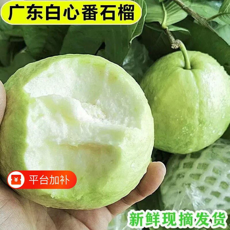 5斤广东白心番石榴芭乐脆甜低糖分孕妇当季水果新鲜采摘整箱批发