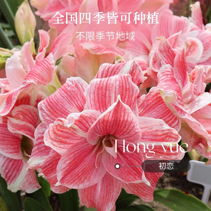 朱顶红种球进口重瓣种球大球四季阳台开大花多规格