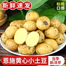 马铃薯蔬菜新土豆富硒 黄心湖北当季 恩施小土豆迷你新鲜洋芋 包邮