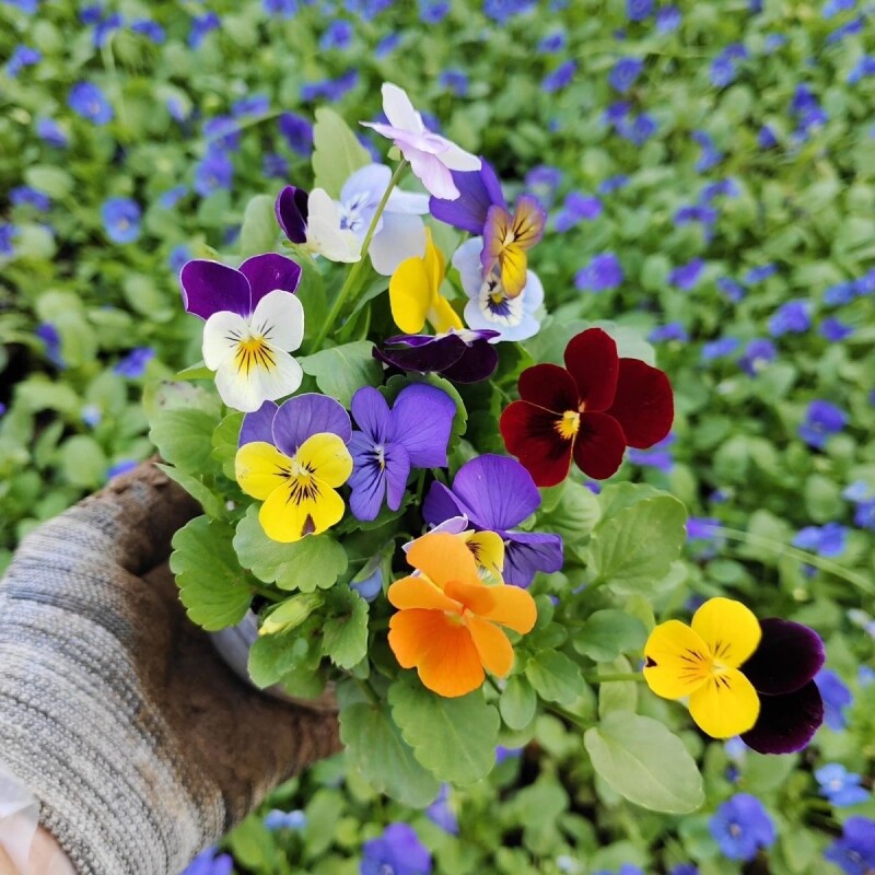 耐寒三色堇花苗角堇盆栽花卉植物冬季花苞室外阳台庭院绿植蝴蝶花