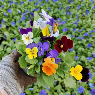 耐寒三色堇花苗盆栽角堇花卉植物冬季花苞室外阳台庭院绿植蝴蝶花