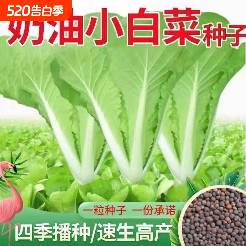 奶油小白菜种籽速生快菜四季播早熟春夏秋冬快菜种子阳台盆栽