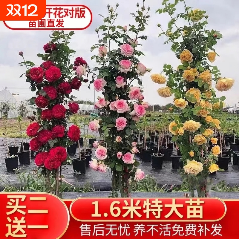 买2送1爬藤月季蔷薇花苗盆栽花卉四季开玫瑰庭院藤本植物阳台小苗