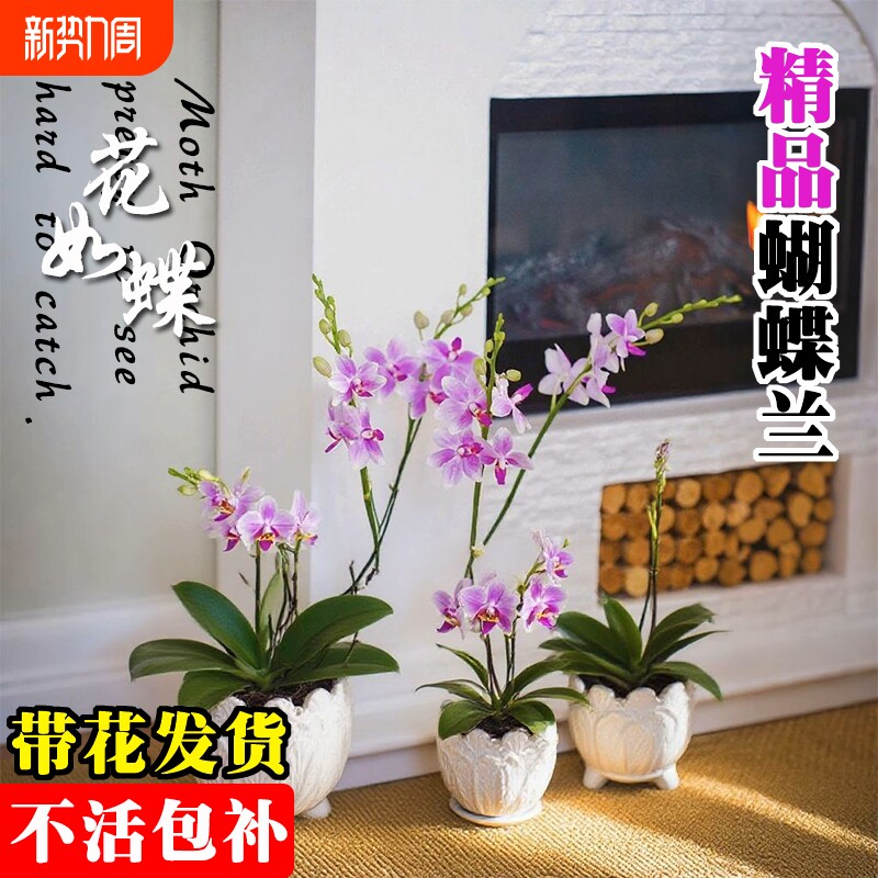 基地直发带花蝴蝶兰大苗名贵品种洋兰花卉盆栽室内好养可水培绿植