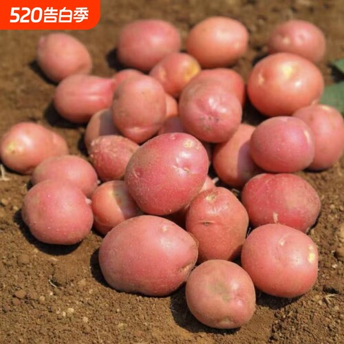 正宗迷你小土豆红皮黄心农家自种小土豆高山马铃薯新鲜蔬菜洋芋
