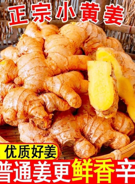 现挖小黄姜3/5/10斤新鲜农家自种生姜仔姜嫩姜老姜汁月子姜沙姜