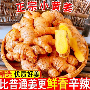 现挖小黄姜3/5/10斤新鲜农家自种生姜仔姜嫩姜老姜汁月子姜沙姜