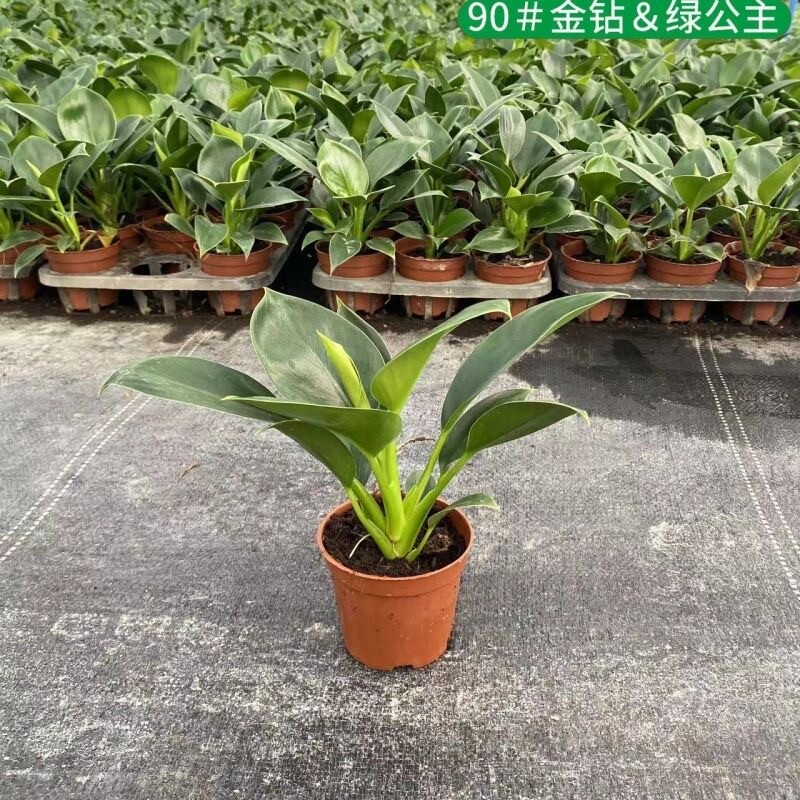 金钻盆栽大叶绿植室内办公室净化空气除甲醛植物四季常青好养