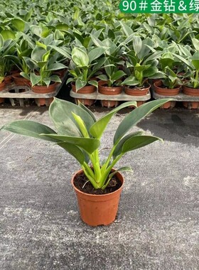 金钻盆栽大叶绿植室内办公室净化空气除甲醛植物四季常青好养