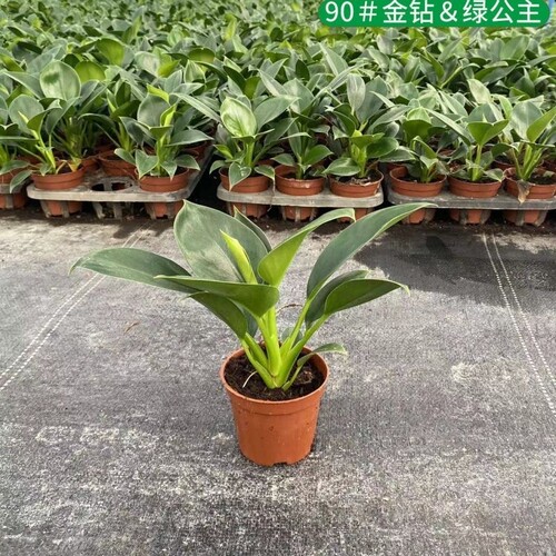 金钻盆栽大叶绿植室内办公室净化空气除甲醛植物四季常青好养